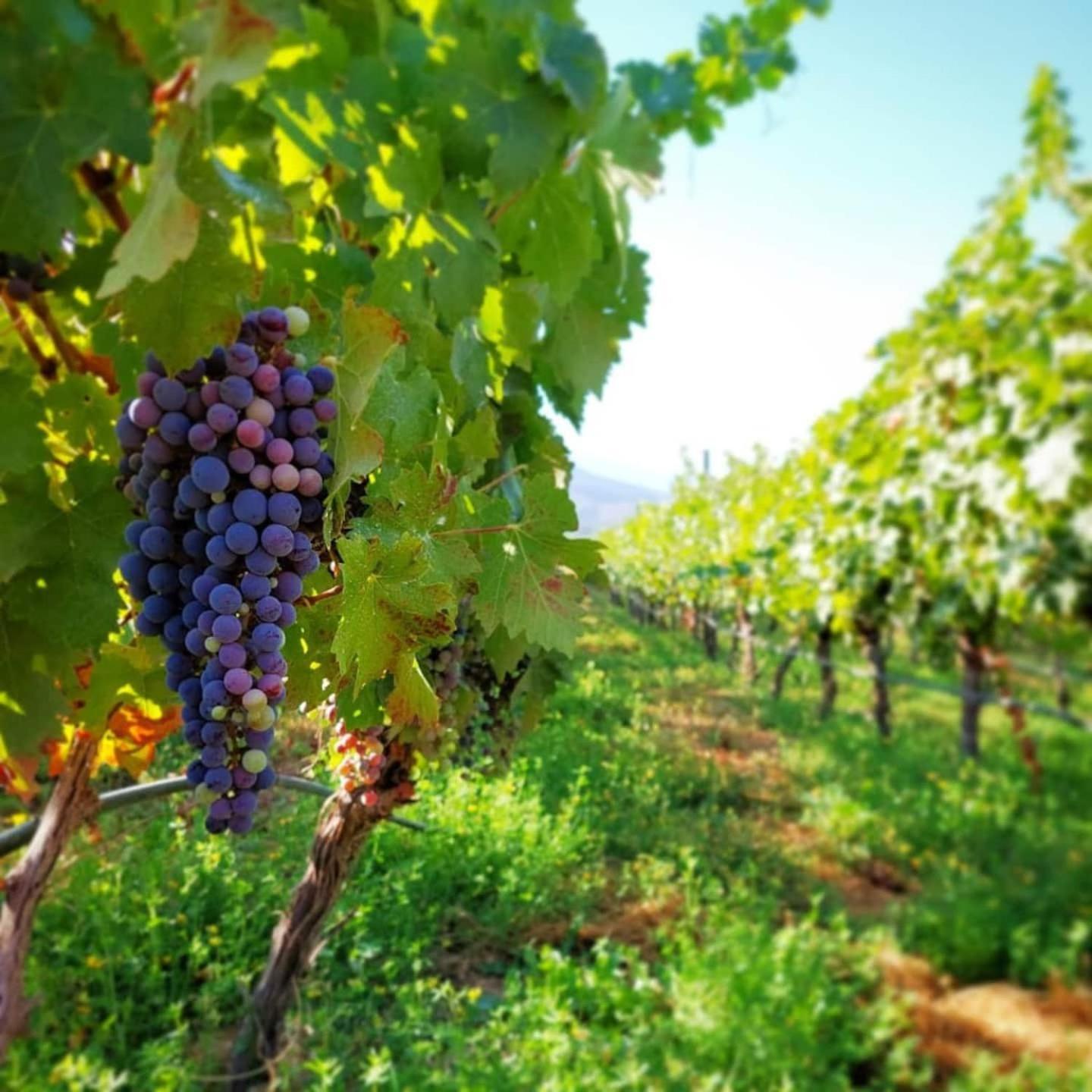 Vina Lof - Maipo Valley Bed & Breakfast In Winery Paine Esterno foto